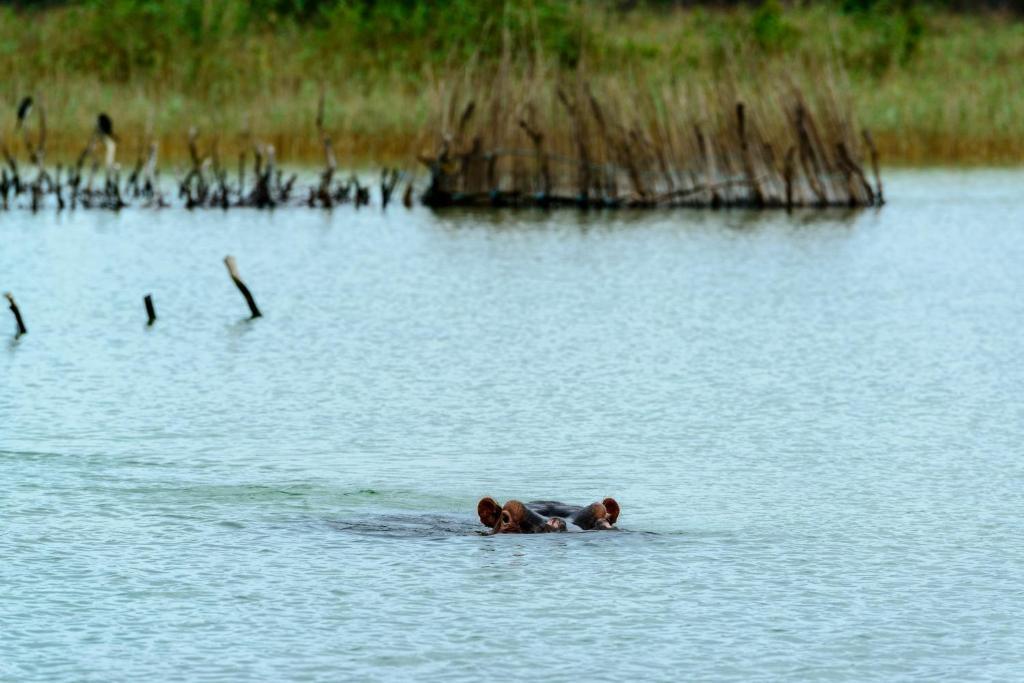 Kosi Forest Manguzi